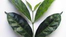 Coffea charrieriana
